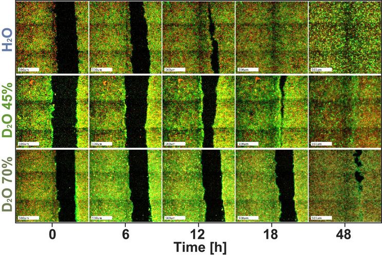 Zeitreihen sogenannter wound healing Experimente zeigten eine konzentrationsabhängige Verlangsamung der Zellbewegung in schwerem Wasser. Die gezeigten Fronten bestehen aus Zellen, die sich aufeinander zu bewegen.