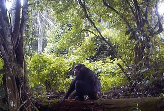 Schimpanse im Dschungel