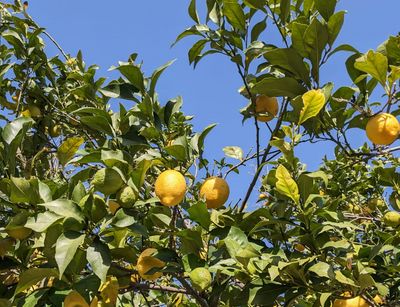 Farbfoto: Nahaufnahme von grünen Blättern und Zitronen an einem Baum