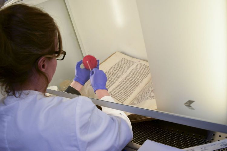 Dr. Cecilia Flocco (DSMZ) in der Bibliotheca Albertina beim Abnehmen erster Mikrobenproben von mittelalterlichen Pergamenthandschriften.