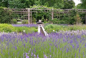 Blühender Lavendel in einem Garten