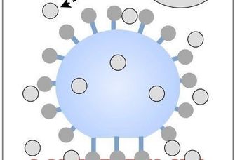 Schema des neuen Nachweisprinzips. Ein funktionalisierter Hydrogelmikropartikel (blaue Späre) bindet an das gerichtet immobilisierte Enzym (rot) auf einer Chip-Oberfläche. In Abhängigkeit der Anwesenheit von östrogenartigen Verbindungen (graue Sphären) in der Nachweislösung kommt es zur Blockierung dieser Bindungen und einer geringeren Deformation der Hydrogelmikropartikel, welche mit optischen Verfahren ausgelesen werden kann.