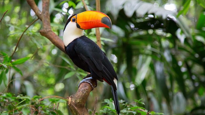 Nahaufnahme eines Tukans mit schwarz-weißem Gewand und orange-schwarzem Schnabel. Im Hintergrund grünes Blattwerk eines tropischen Regenwaldes in Tiefenunschärfe.