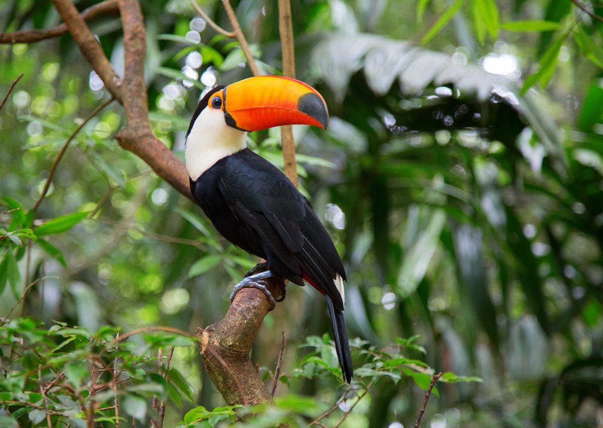 Nahaufnahme eines Tukans mit schwarz-weißem Gewand und orange-schwarzem Schnabel. Im Hintergrund grünes Blattwerk eines tropischen Regenwaldes in Tiefenunschärfe.