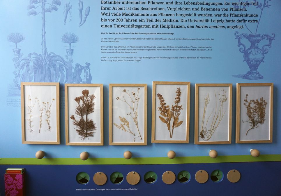 zur Vergrößerungsansicht des Bildes: Auf einer Ausstellungstafel steht ein Text und mehrere Bilderrahmen mit getrockneten Pflanzen sind darauf angebracht.