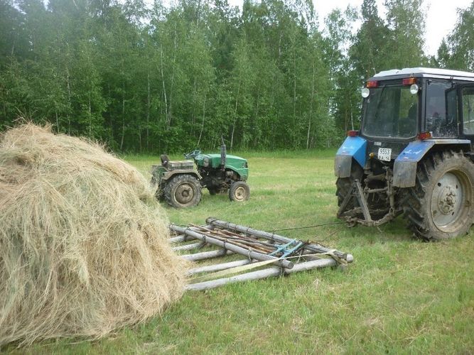 Durch das Mähen der Senken produzieren jakutische Landwirte große Mengen Heu, die für die Fütterung der Rinder während der Monate mit Schneefall nötig sind. Eine rapide Erhöhung der Temperaturen würde zur Versumpfung dieser Flächen führen.