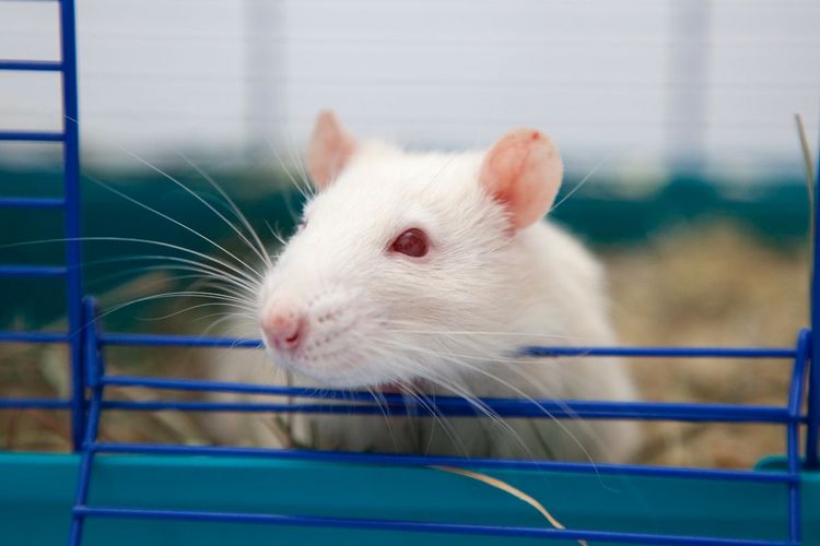 Farbfoto: Nahaufnahme einer weißen Maus in einem blauen Käfig. 