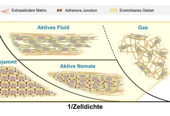 Schematische Darstellung verschiedener Bewegungsarten von Tumorgewebe in Extrazellulärer Matrix.