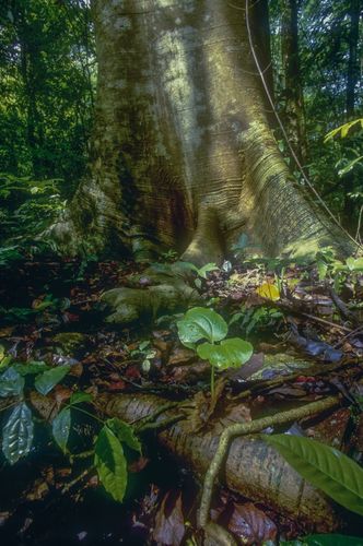 Stamm und Sprößling eines langlebigen Pionieres (Cavanillesia platanifolia). Die riesigen Bäume machen einen Großteil der Biomasse in diesem tropischen Wald aus, auch wenn ihre Nachkommen nur selten überleben und bis zu voller Größe wachsen.