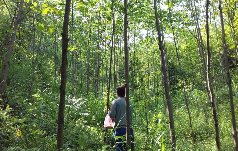 Test area in a forest in China. Trees can be seen looking upwards towards the treetops.