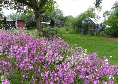 Gartenszene mit „Nelkenhügel“, geschmückt mit Viscaria vulgaris Bernh. (Gewöhnliche Pechnelke), in Deutschland auf der Vorwarnliste, und Silene nutans L. (Nickendes Leimkraut), in Sachsen auf der Vorwarnliste.