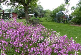 Gartenszene mit „Nelkenhügel“, geschmückt mit Viscaria vulgaris Bernh. (Gewöhnliche Pechnelke), in Deutschland auf der Vorwarnliste, und Silene nutans L. (Nickendes Leimkraut), in Sachsen auf der Vorwarnliste.