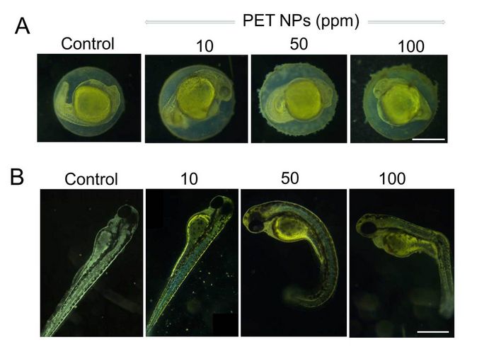 Repräsentative Forschungsbilder, die die Wirkung von PET-Nanopartikeln (PET NPs) nach 24 Stunden (A) und 72 Stunden (B) auf frühe Stadien der Zebrafisch-Embryo-Entwicklung zeigen.
