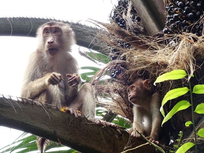 Mother with offspring in the plantation.