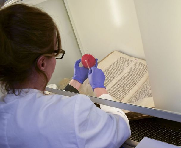 Dr Cecilia Flocco (DSMZ) takes the first microbe samples from medieval parchment manuscripts in the Bibliotheca Albertina
