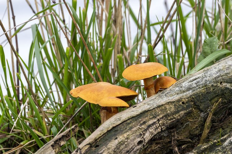 Zu sehen sind Pilze und Gräser als Beispiel für Artenvielfalt in der Natur.