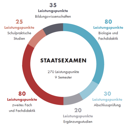 Diese Grafik zeigt den Aufbau des Staatsexamens Lehramt an Oberschulen mit dem Fach Biologie. Der Aufbau ist auch im Textteil beschrieben.