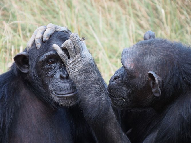 Fellpflege zweiter Schimpansinnen