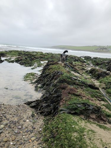 Das Meer ist in der linken Bildhälfte, moosbedeckte Felsen auf der rechten Bildhälfte. Ein kleiner Hund läuft über die Felsen. 