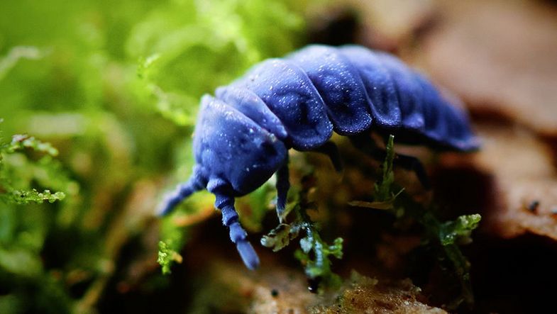 Die Collembole Tetrodontophora bielanensis in their natural habitat Photo: Stephan Floss/Leibniz Institut für Polymerforschung Dresden