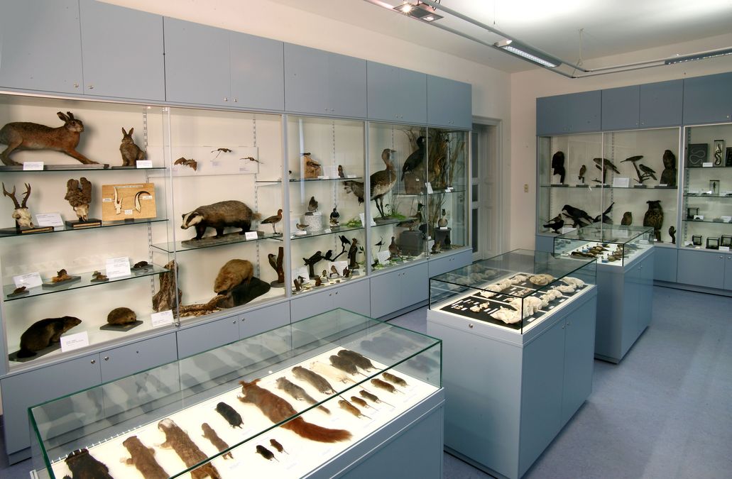 enlarge the image: Foto: Ausgestopfte Tiere in Vitrinen der zoologischen Sammlung, darunter Hase, Dachs und Fledermaus.
