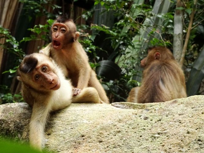 Two young macaques play with each other.