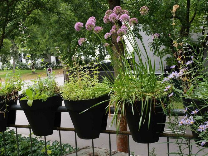 Auf einem Balkon mit Wildpflanzen in Töpfen gedeiht Allium lusitanicum Lam. (Berg-Lauch). Diese Art, die in Deutschland als gefährdet und in Berlin als ausgestorben gilt (letzter Nachweis 1859), gedeiht in Balkonkästen.