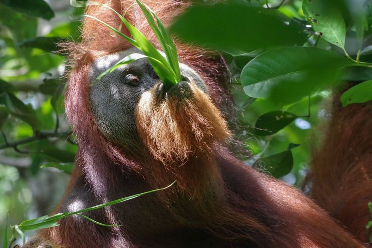 Ein männlicher Orang-Utan mit Flansch, der sich von Rotan-Tikus-Blättern ernährt.
