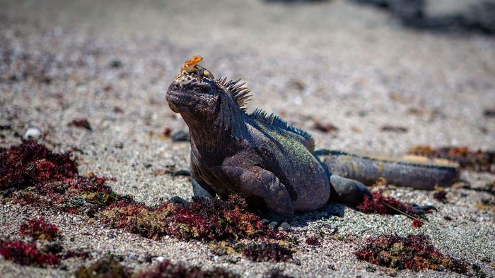 Meerechse mit einem Lava Lizard auf der Insel Fernandina auf den Galápagos-Inseln.