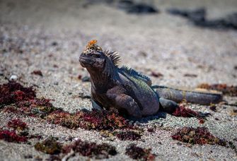 Meerechse mit einem Lava Lizard auf der Insel Fernandina auf den Galápagos-Inseln.