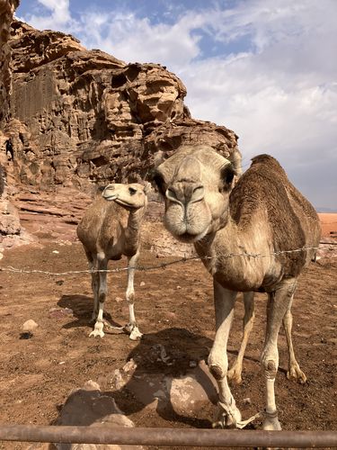 Auf dem Foto blickt ein Dromedar direkt in die Kamera. Ein weiteres Tier kann man im Hintergrund sehen. Die beiden Dromedare stehen im Wüstental Wadi Rum
