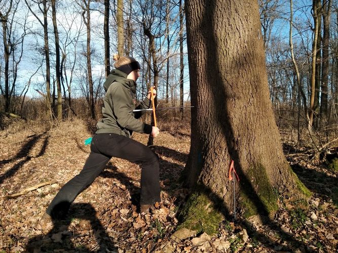 Entnahme eines Holzbohrkerns.