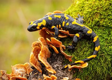 Der Feuersalamander ist in Deutschland aufgrund des Verlustes seines Lebensraumes gefährdet. Foto: Colourbox Feuersalamander im Wald