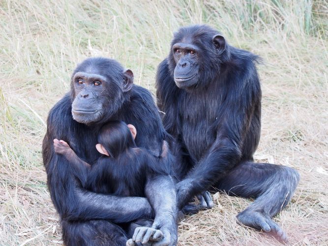 Eine Schimpansenmutter (rechts) mit ihrer Tochter und ihrem Enkelkind