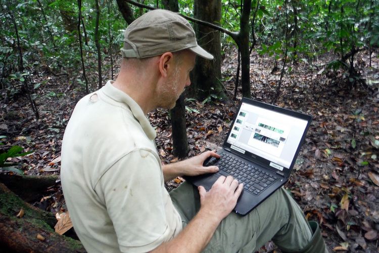 Senior author of the study Dr Hjalmar Kühl during field research in the Taï National Park, Republic of Côte d'Ivoire. Picture: Hjalmar Kühl, iDiv & MPI-EVA, Germany