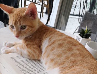 Eine orangefarbener Kater liegt auf einem aufgeschlagenen Buch.