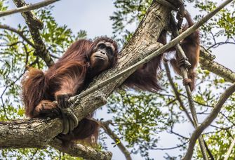 Orang-Utan