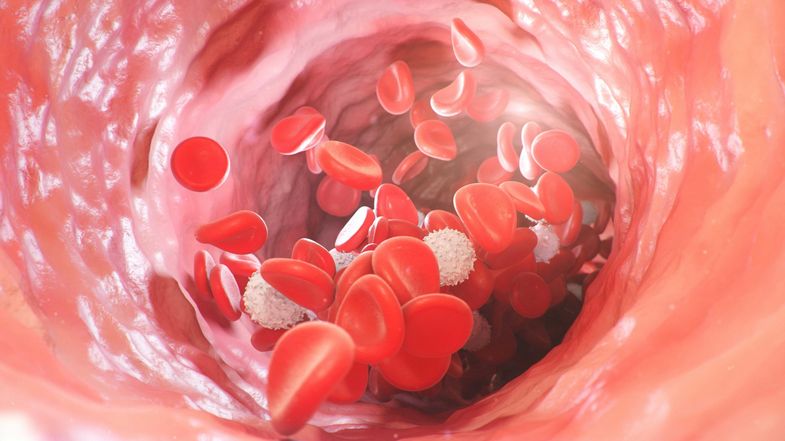 Als Blutkrebs werden verschiedene Erkrankungen des blutbildenden Systems bezeichnet. Sie können das Knochenmark, das Blut und das lymphatische System betreffen.