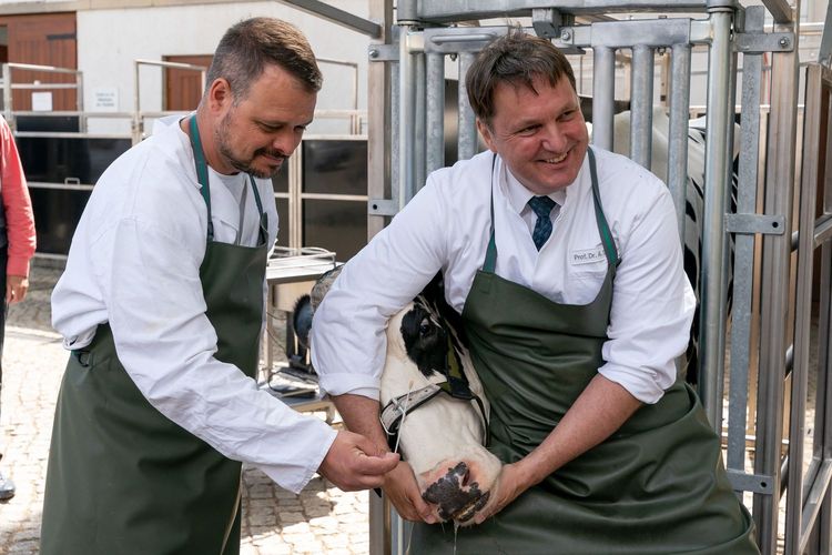 11. Leipziger Tierärztekongress: Prof. Dr. Alexander Starke (rechts) und Dr. Leandro Lipinski nehmen am dem selbst entwickelten Behandlungsstand mit dem Tupfer eine Probe aus der Nase von Kuh Elfriede.