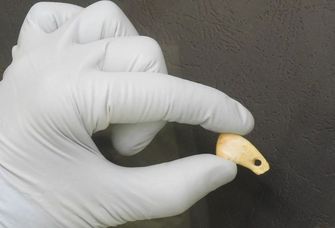 Durchbohrter Hirschzahn aus der Denisova-Höhle in Südsibirien. Den Forschenden ist es gelungen, von dessen Oberfläche uralte menschliche DNA zu gewinnen. Foto: MPI für evolutionäre Anthropologie