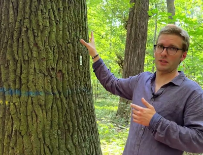 Die Folgen der Dürre im Auwald - Wissenschaftler Florian Schnabel erklärt