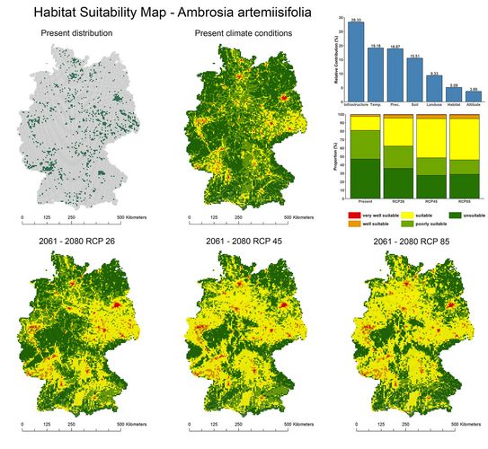 Prognose zur Ausbreitung für Ambrosia artemisiifolia in Deutschland unter aktuellen und zukünftigen Klimabedingungen.