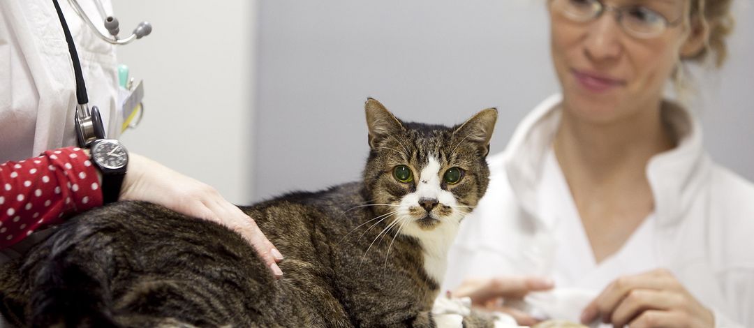 Foto: eine Tierärztin untersucht eine auf dem Tisch sitzende Katze