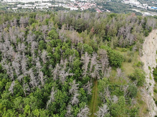 Derzeit können Forschende noch nicht vollständig erklären, weshalb manche Wälder oder Baumarten in bestimmten Gegenden auch extreme Klimaereignisse überleben, wohingegen anderswo ganze Waldabschnitte verschwinden. Foto: Henrik Hartmann, Olaf Kolle/Max-Planck-Institut für Biogeochemie