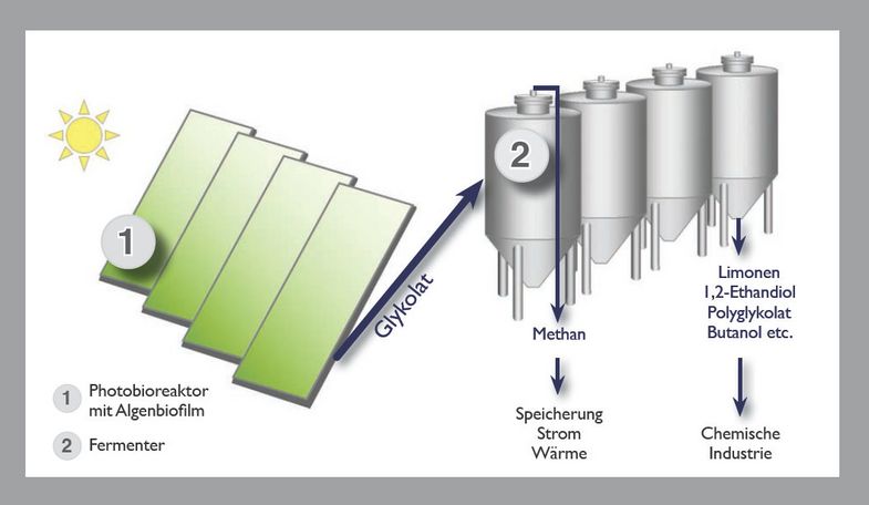 Zukünftiges Design der Neuen Grünen Chemie. In den plattenförmigen Photobioreaktoren wird von den Algen Glykolat ausgeschieden, diese Flüssigkeit fließt in traditionelle Fermenter, wo das Glykolat zu den gewünschten Produkten umgesetzt wird.