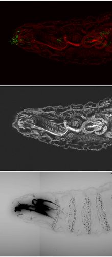 Die Abbildungen zeigen den Kopf einer Fruchtfliegen-Larve, der nach links zeigt. Im Bild oben sind die Nervenzellen grün gefärbt, die bei der Täuschung eine Rolle spielen. In Rot sieht man die verschiedenen inneren Strukturen der Larve (zum Beispiel Darm, Gehirn, Muskeln). Diese sind im mittleren Bild noch einmal hell hervorgehoben. Das Bild unten zeigt das Äußere der Larve und die großen schwarzen Mundhaken, die bei Kannibalen-Larven besonders groß ausgebildet sind.