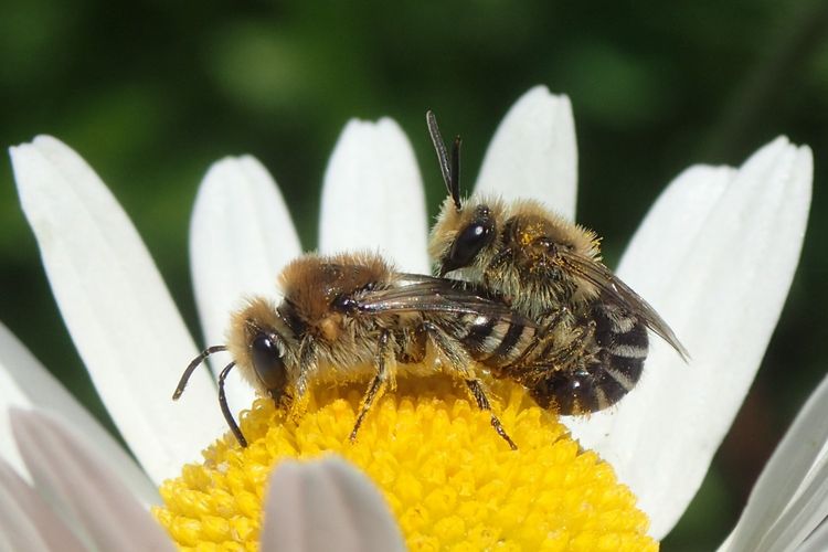 Buckel-Seidenbiene (Colletes daviesanus) im Botanischen garten Leipzig, Foto: Maik Hausotte, det. Frank Burger