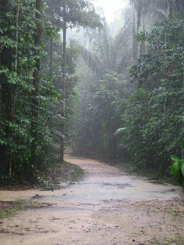 Auf dem Bild ist ein Regenwald im Regen zu sehen.