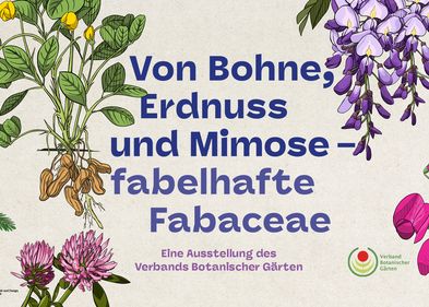 Fabelhafte Fabaceae - Woche der Botanischen Gärten 2024, Abb.: Verband Botanischer Gärten