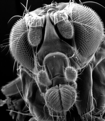 Rasterelektronenmikroskopische Aufnahme einer Drosophila melanogaster (Taufliege)